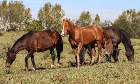 牧場の馬(Rafa Neddermeyer/Agencia Brasil)