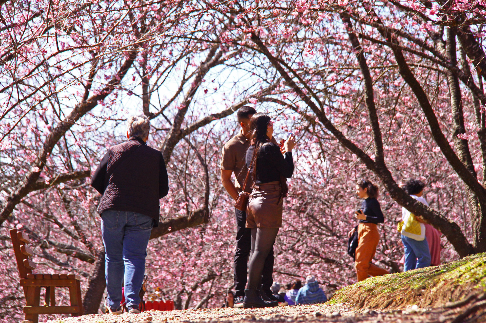 桜約400本見ごろに＝第54回カンポス桜祭り