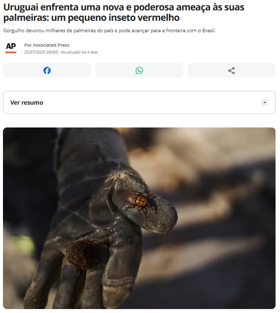 ウルグアイのヤシの木が小さな赤い虫の脅威にさらされていると報じる25日付G1サイトの記事の一部