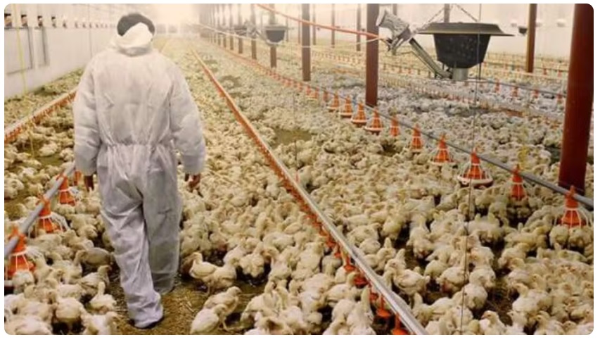 EUが鳥インフル終息認知＝世界7位のブラジル産鶏肉市場