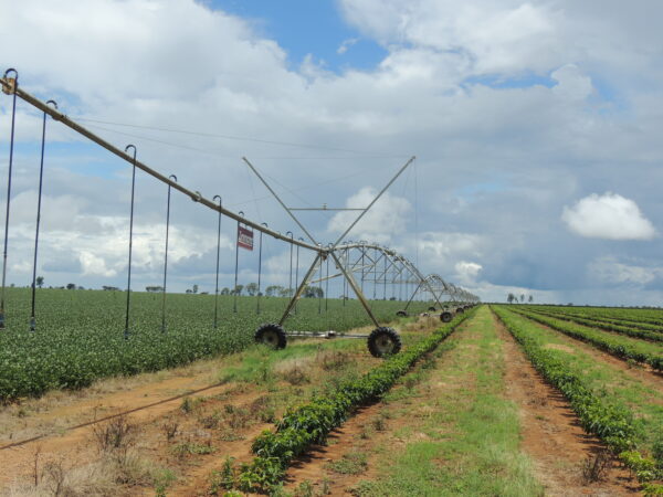 セラード開発――日伯協力プロジェクトの一つ（JICA提供写真）