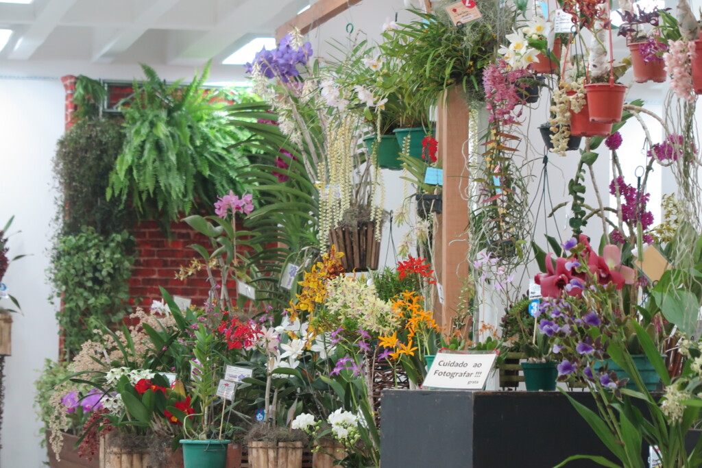 華やかな春の蘭展の様子