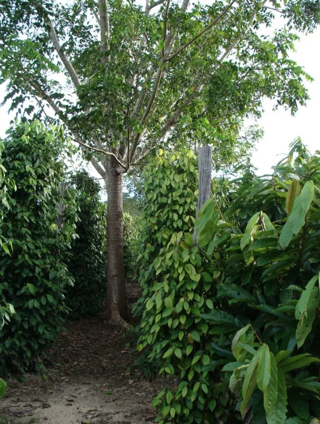 パラー州トメアスーのアグロフォレストリー（森林農法）の畑