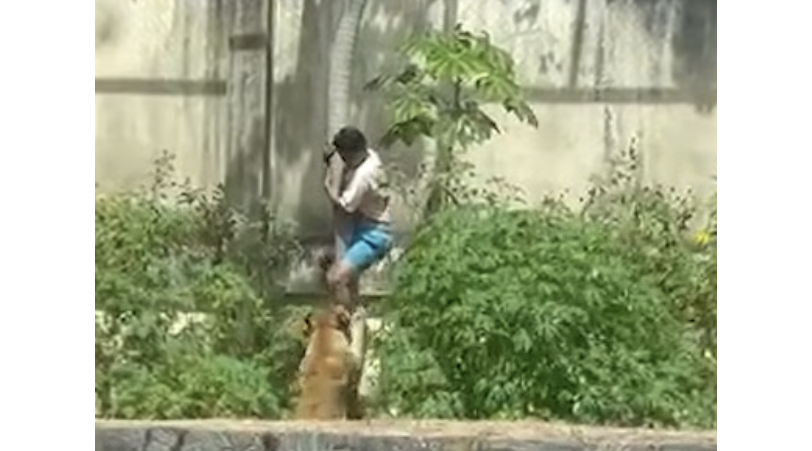 男性がライオン檻に侵入し死亡＝家族連れで賑わう動物園で悲劇