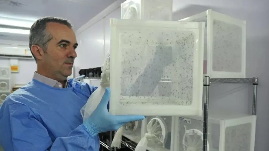 ネイチャー誌＝「今年の10人」にブラジル人科学者＝病気伝染しない蚊を開発