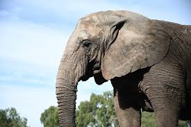 象保護区で、象の短期の変死相次ぐ