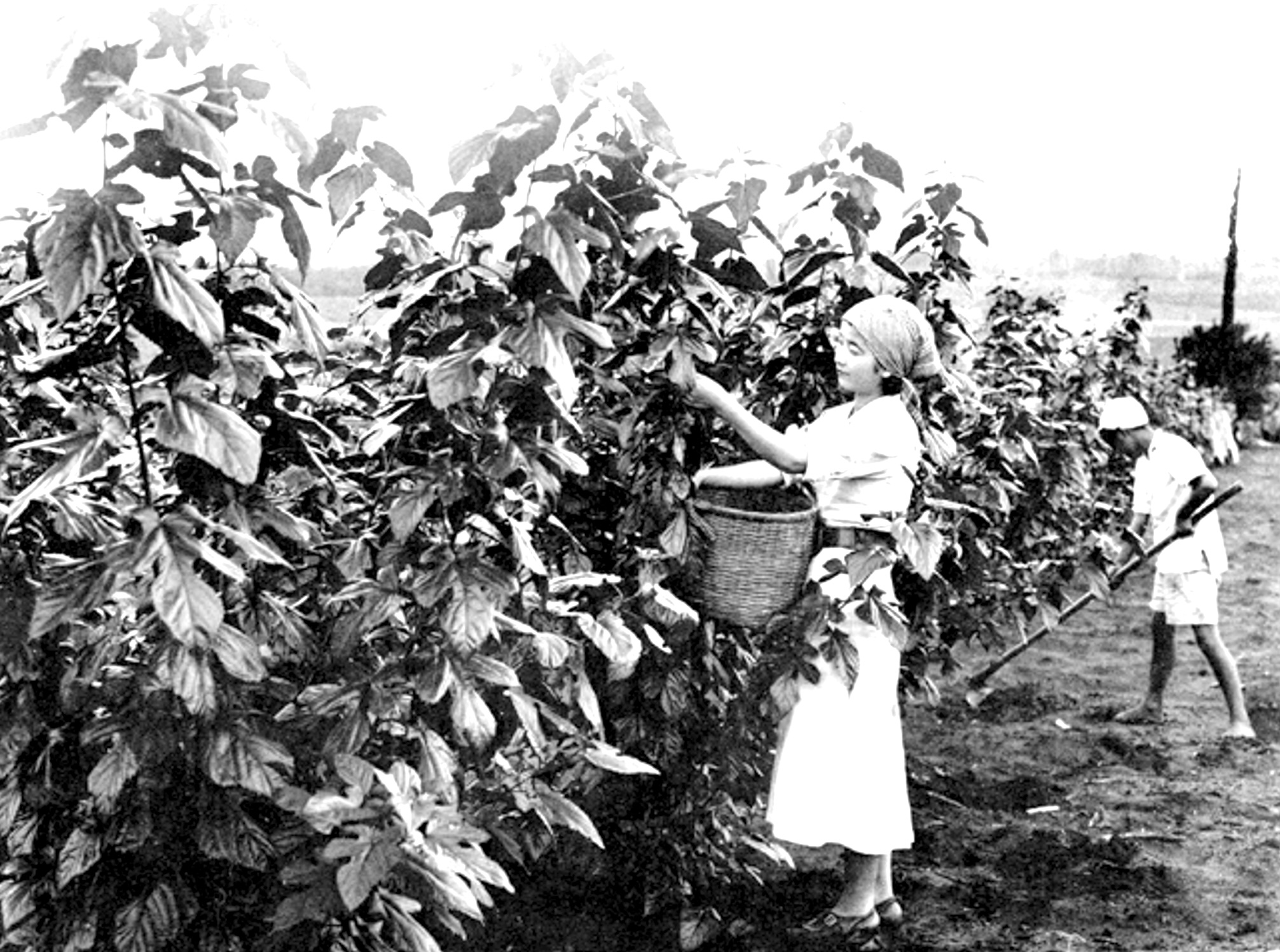 桑の葉を収穫する女性（「在伯同胞活動実況写真帳」1938年、竹下写真館、高知県古市町およびサンパウロ市）
