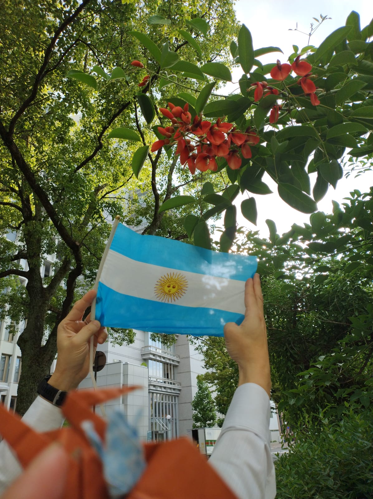 アルゼンチン国旗とアメリカデイゴ（2025年）