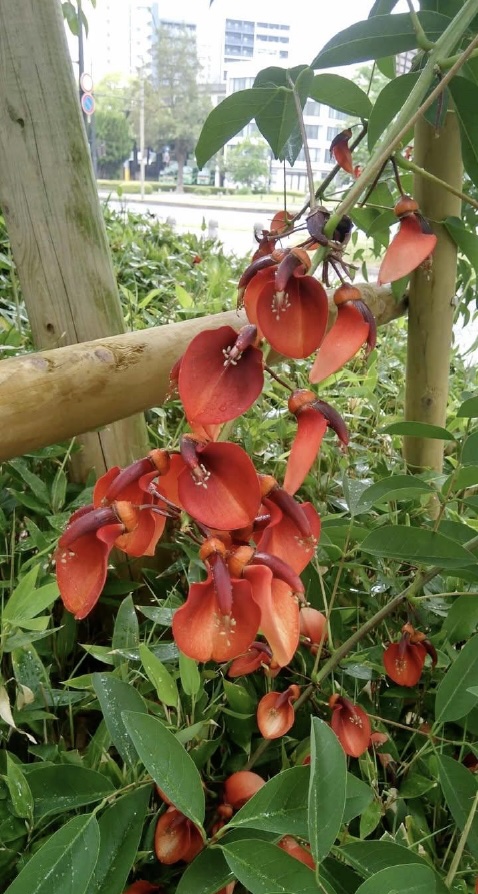 アメリカデイゴ（セイボ）の花（広島市渡部正明氏提供）