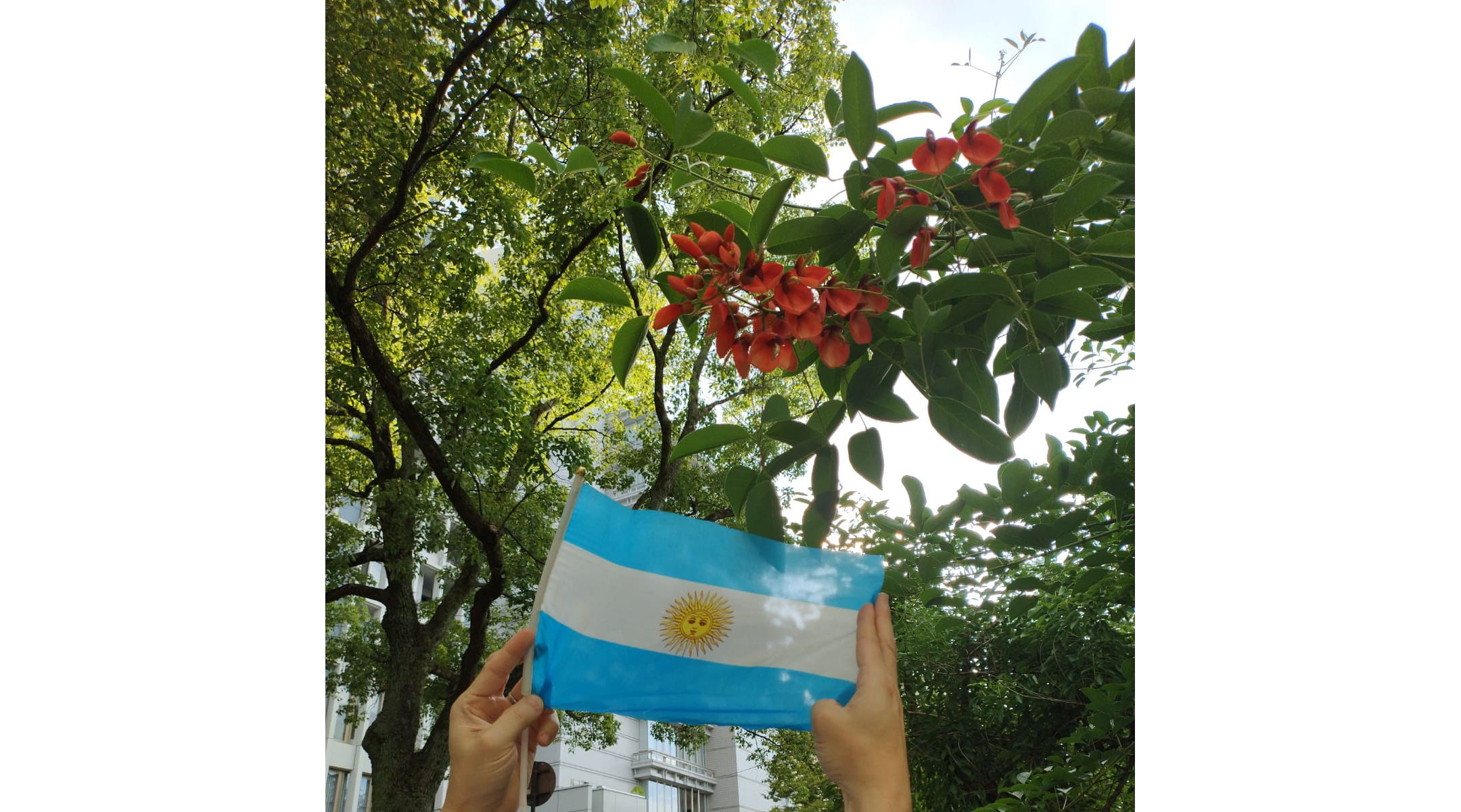 25年第6回JICA海外移住「エッセイ・評論」最優秀賞＝「平和大通りに咲く赤い花」＝被爆80年、『亜国日報』から読み解く広島とアルゼンチンの絆＝相川 知子（ブエノスアイレス市立外国語大学フアン・ラモン・フェルナンデス校レングアスビバス 教師）