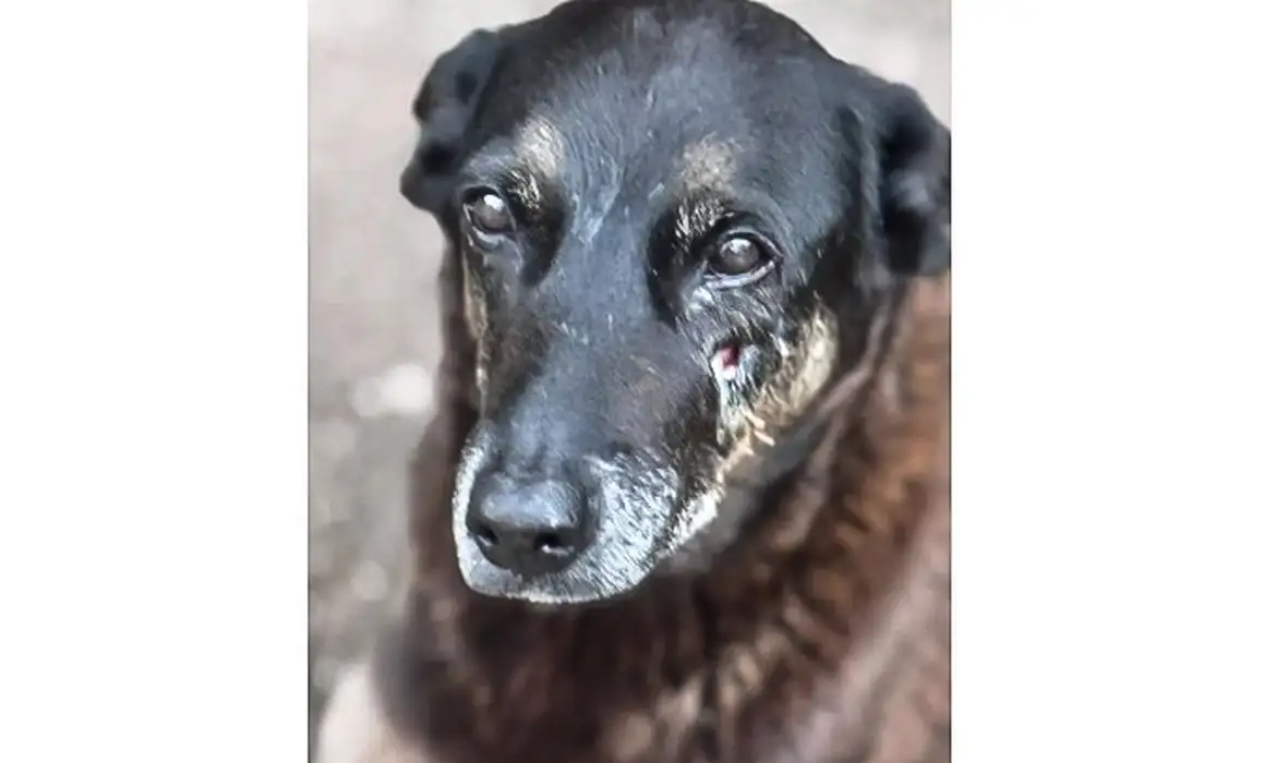 ２段オレーリャ