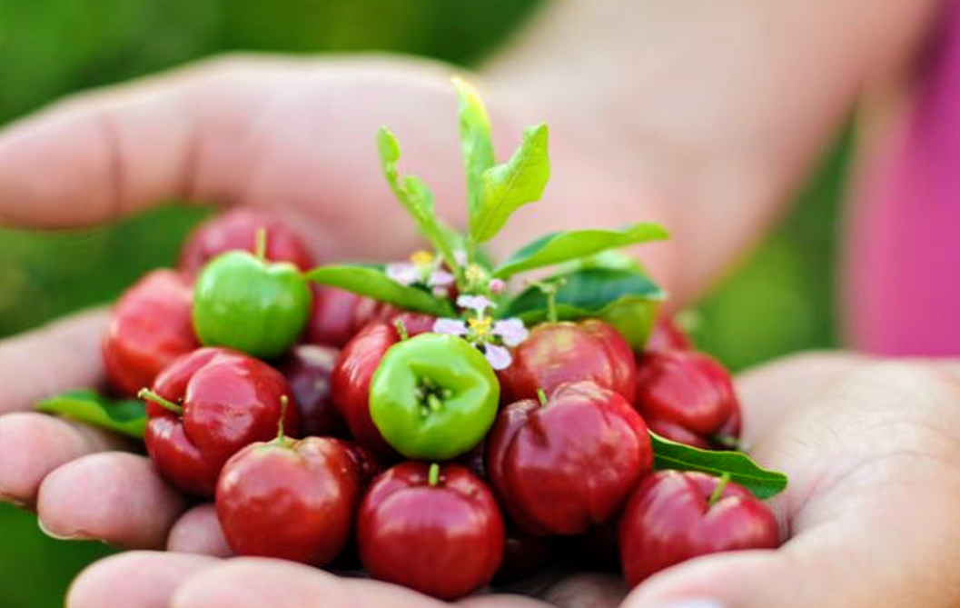 Frutos de acerola (foto fornecida)