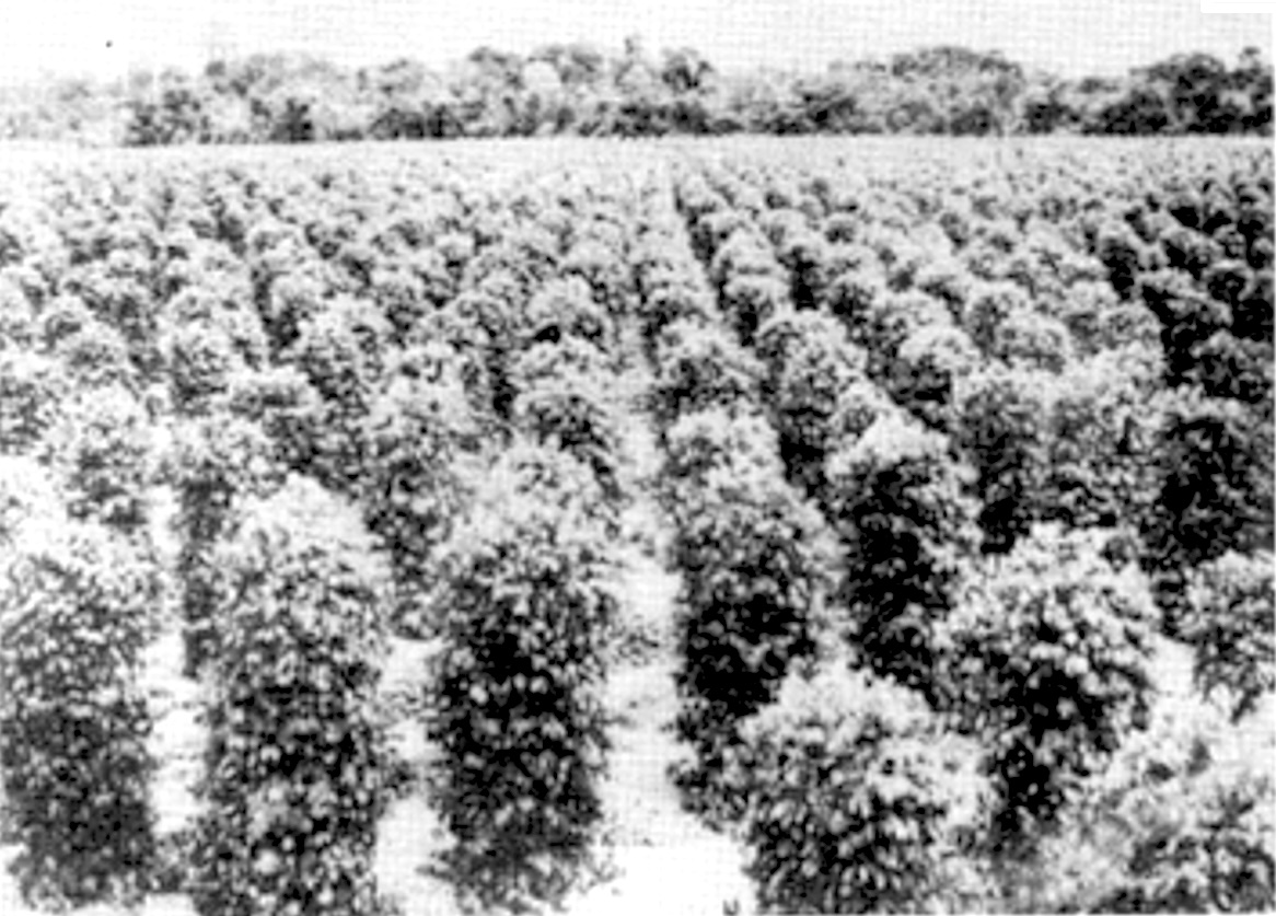 トメアスーの胡椒畑（『みどりの大地トメアス開拓50周年史』より）