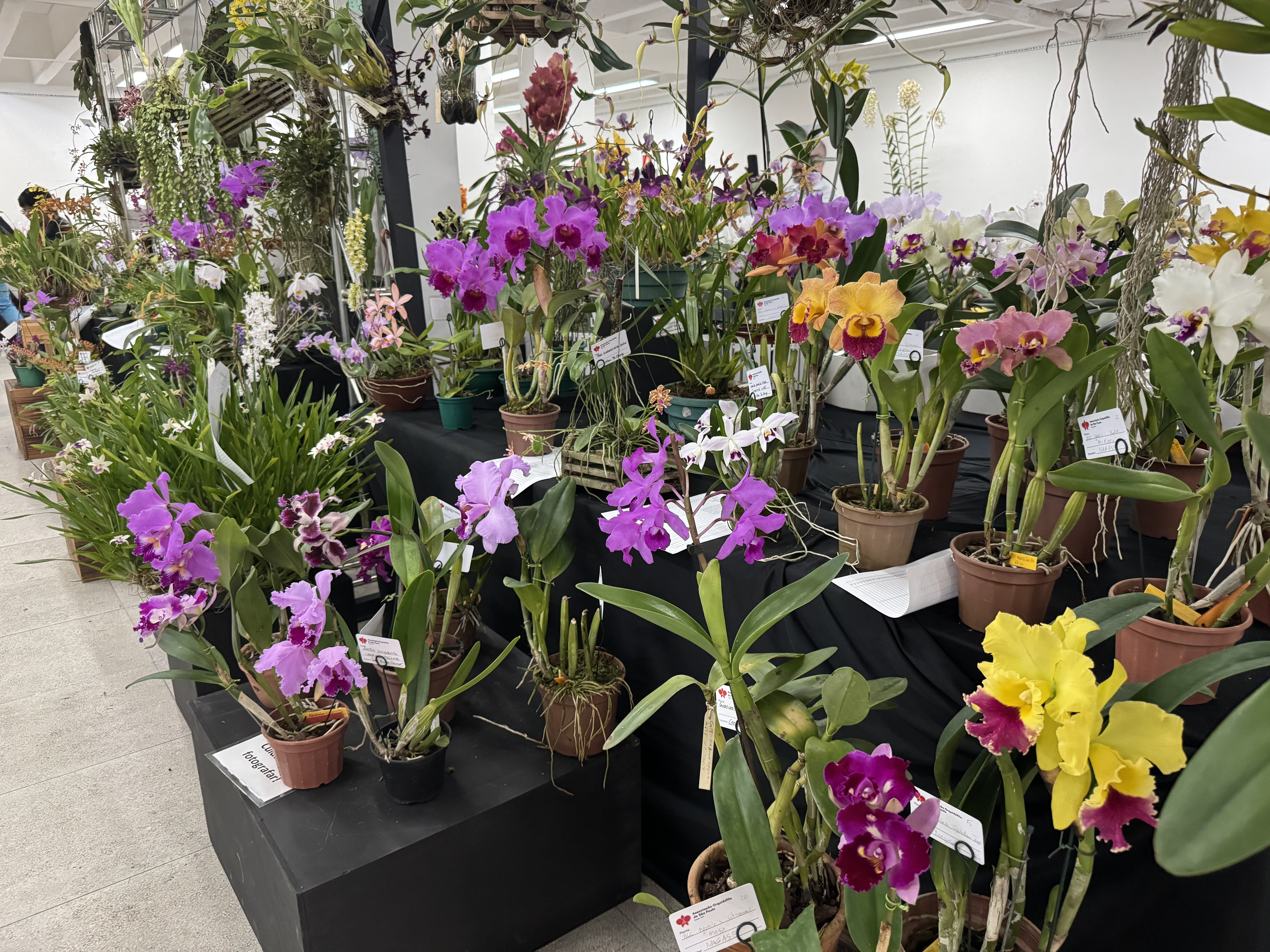 春の蘭展の様子