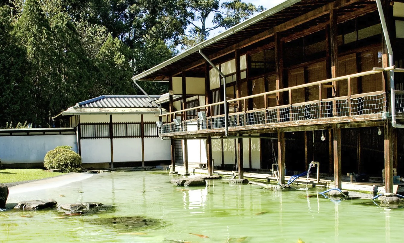 日本館の錦鯉が泳ぐ池