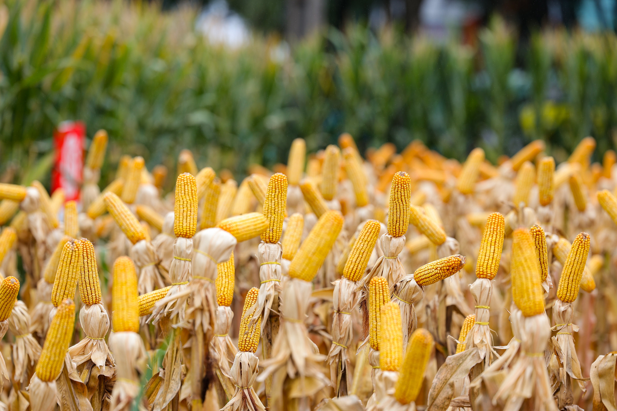 b06411c5-b0d7-47fb-bb1b-53bccaaf0854