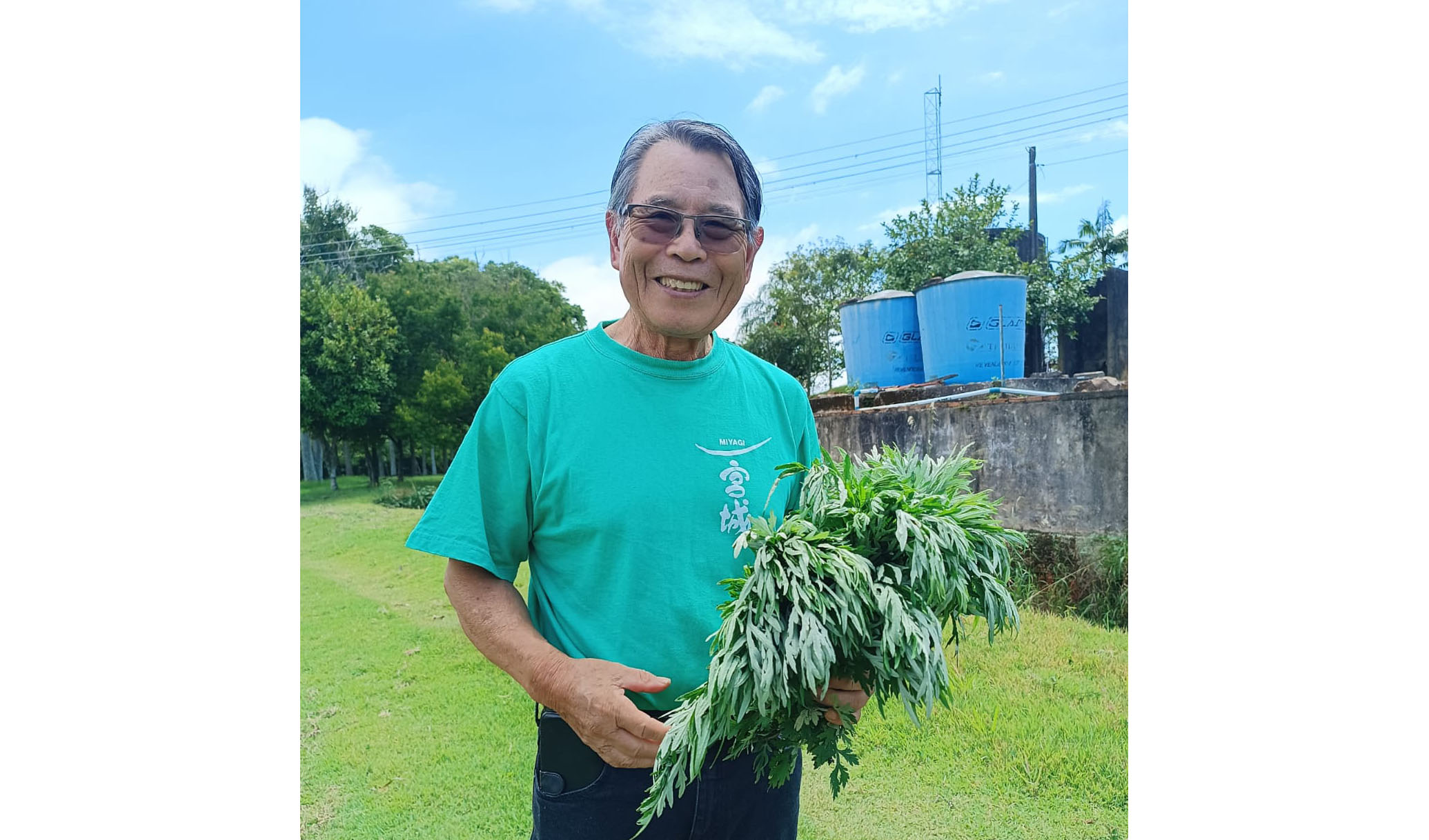 「健康長寿」へヨモギ栽培＝中沢さん、料理やお茶で効果検証