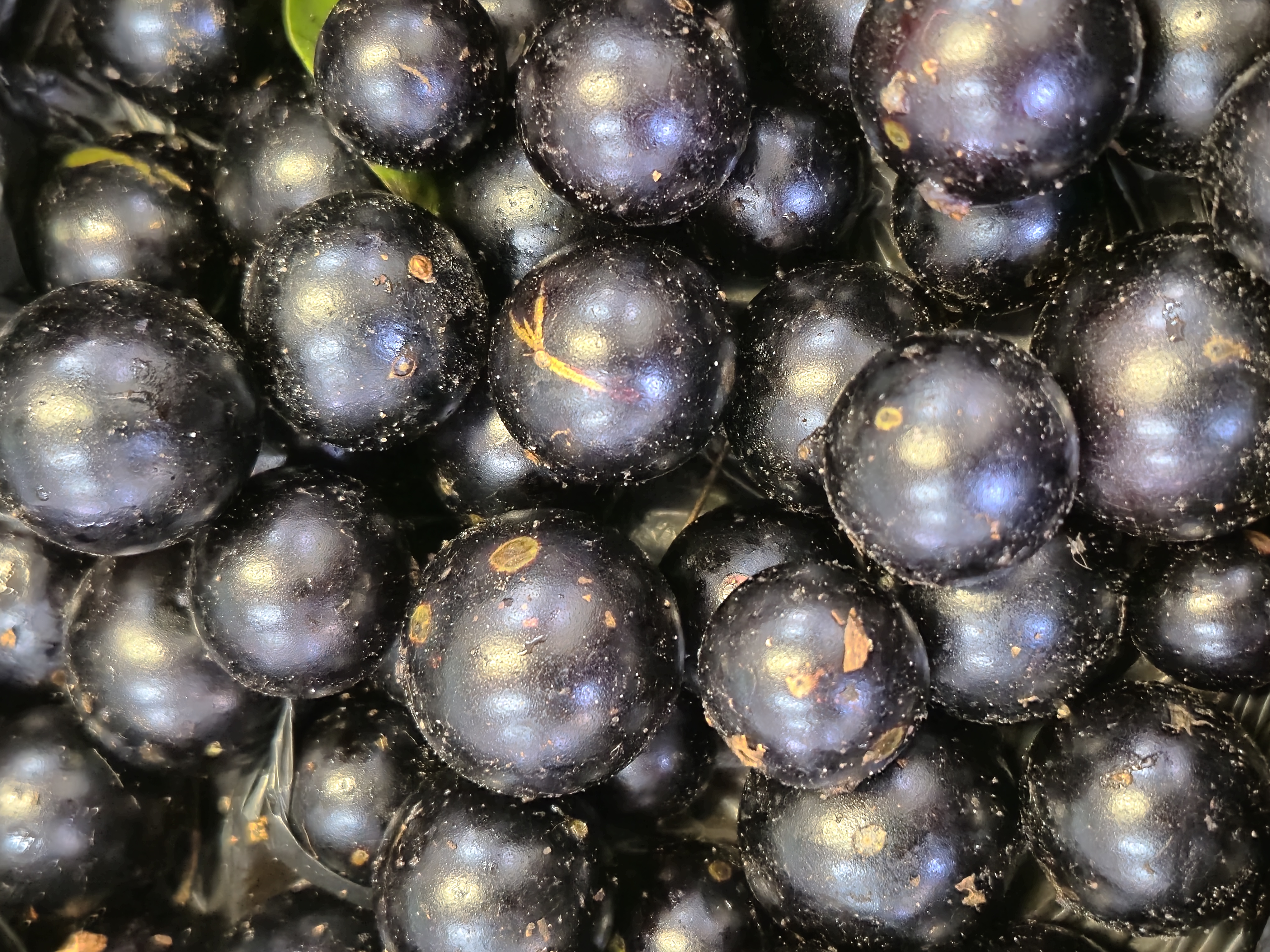 ブラジル産果実、世界100選入り