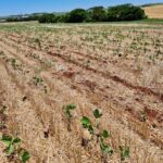 干ばつで被害を受けた大豆の畑（DIRCEU SEGATTO/DIVULGAÇÃO）