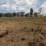 長引く干ばつで荒れ果てた農地（Fabio Pozzebom/Agencia Brasil）