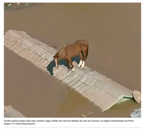 カノアス市の屋根の上に取り残された馬「カラメロ」（9日付CNNブラジルサイトの記事の一部）