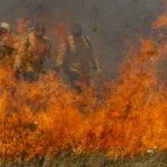 パンタナルでの火災と消火に当たる消防士達（©Joedson Alves/Agencia Brasil）