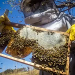 蜂の世話をする養蜂家（©CNA/Wenderson Araujo/Trilux）