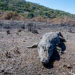火の勢いが強く、逃げ出せずに炭化したワニの死骸（Gustavo Figueirôa/SOS Pantanal）