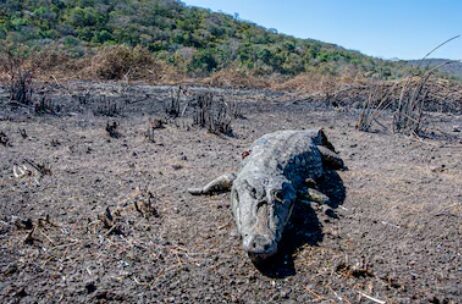 火の勢いが強く、逃げ出せずに炭化したワニの死骸（Gustavo Figueirôa/SOS Pantanal）