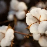 棉の花（©CNA/Wenderson Araujo/Trilux）