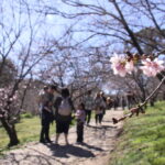 天候に恵まれた桜公園（7月21日）