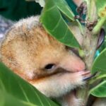 タマンドゥアイ（©Instituto Tamandua/Fundacao Grupo Boticario）