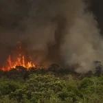 在来植生の森林部での火災（© Marcelo Camargo/Agência Brasil）