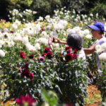 ダリアの花を写真におさめる来場者